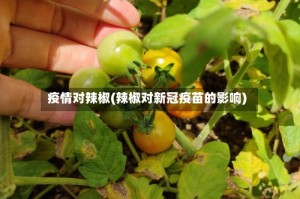 疫情对辣椒(辣椒对新冠疫苗的影响)