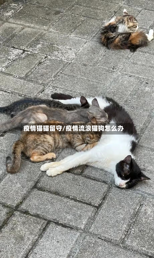 疫情猫猫留守/疫情流浪猫狗怎么办-第3张图片