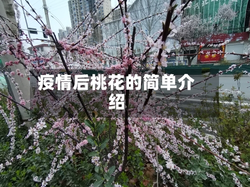 疫情后桃花的简单介绍-第2张图片