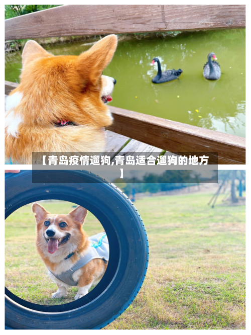 【青岛疫情遛狗,青岛适合遛狗的地方】-第2张图片