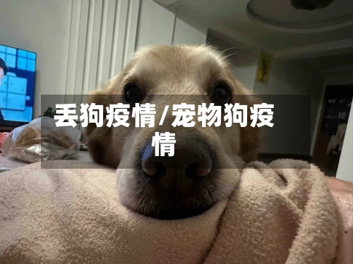 丢狗疫情/宠物狗疫情-第1张图片