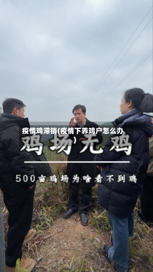 疫情鸡滞销(疫情下养鸡户怎么办)-第1张图片