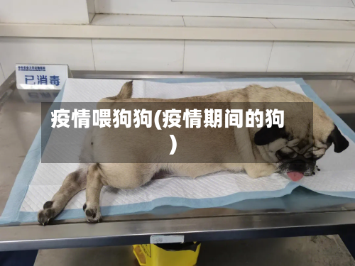 疫情喂狗狗(疫情期间的狗)-第1张图片